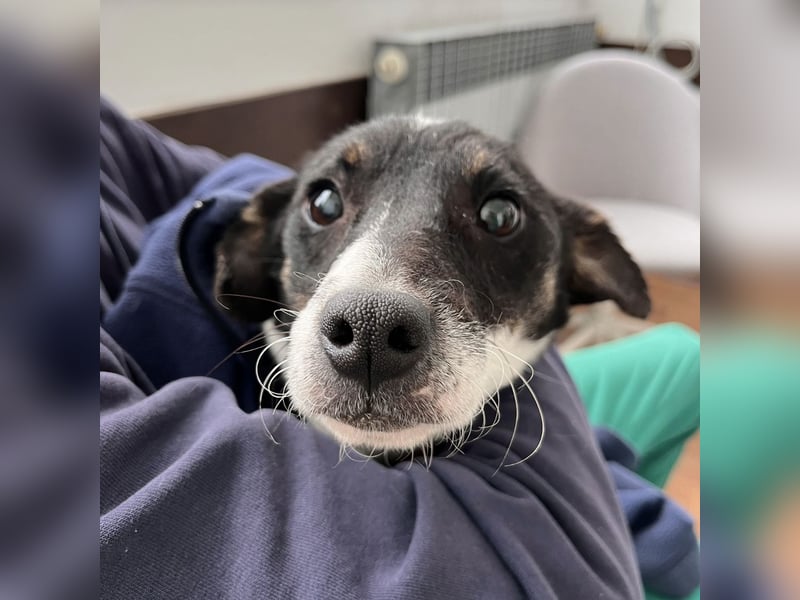 Luma eine ängstliche Mini-Hündin