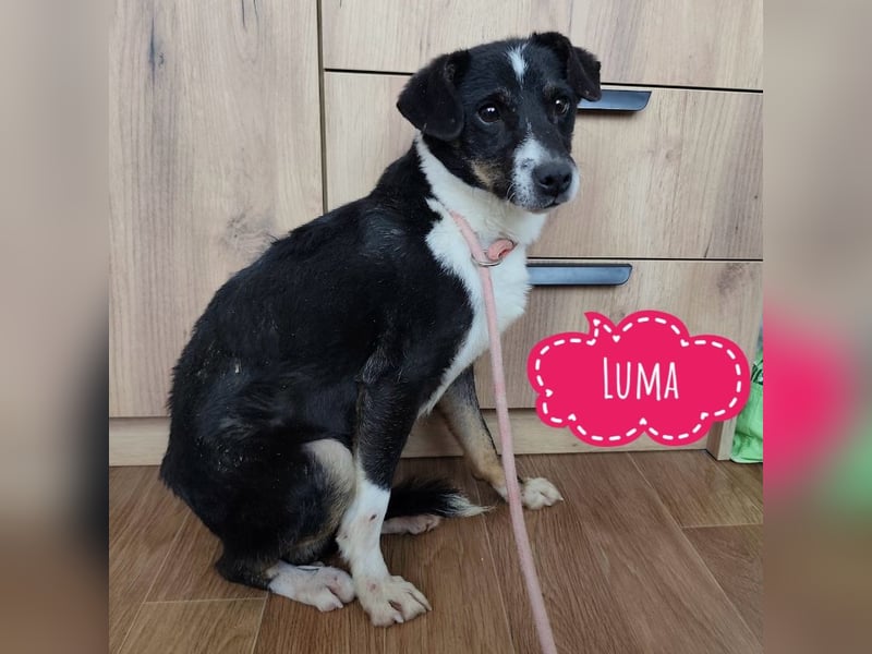 Luma eine ängstliche Mini-Hündin