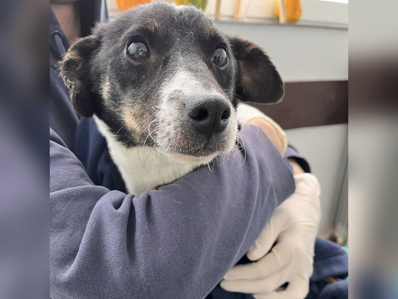 Luma eine ängstliche Mini-Hündin