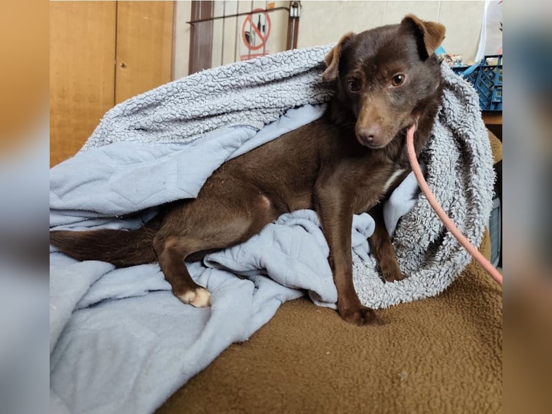 Lora eine ängstliche Mini-Hündin