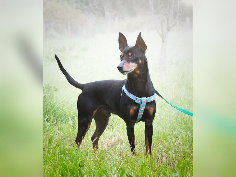 Lucio - ein freundlicher Begleiter