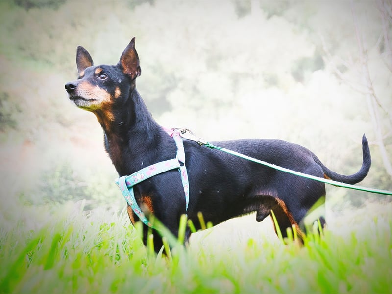 Lucio - ein freundlicher Begleiter