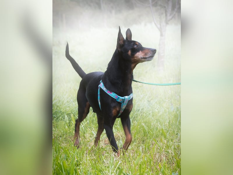 Lucio - ein freundlicher Begleiter