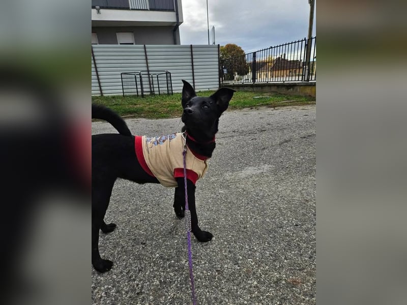 Snjeska, aufgewecktes Hundemädchen zur Pflege in 58640 Iserlohn