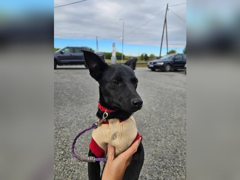 Snjeska, aufgewecktes Hundemädchen zur Pflege in 58640 Iserlohn