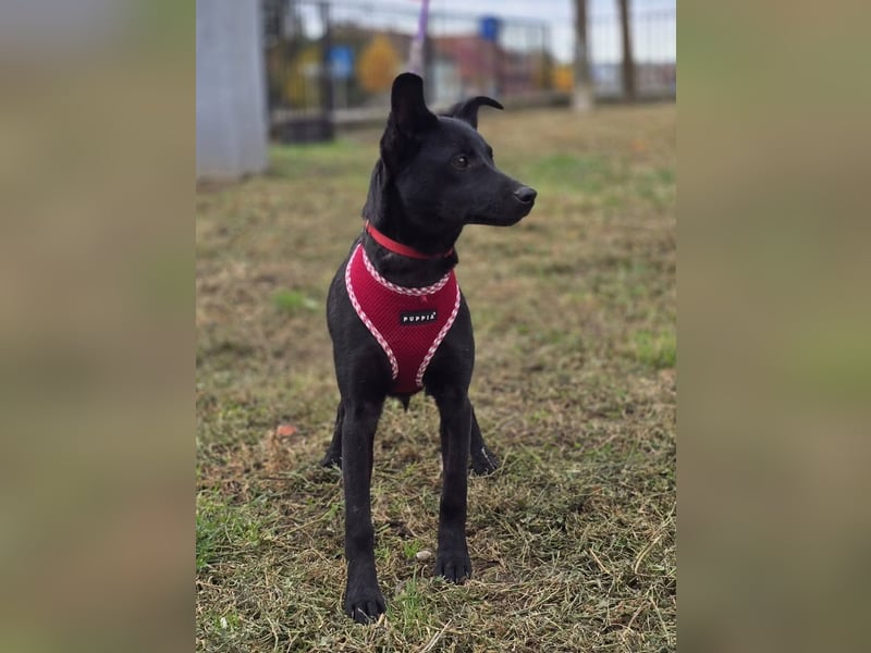 Snjeska, aufgewecktes Hundemädchen zur Pflege in 58640 Iserlohn