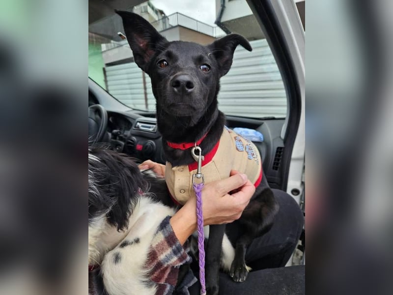 Snjeska, aufgewecktes Hundemädchen zur Pflege in 58640 Iserlohn