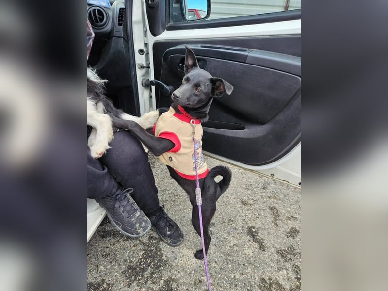 Snjeska, aufgewecktes Hundemädchen zur Pflege in 58640 Iserlohn