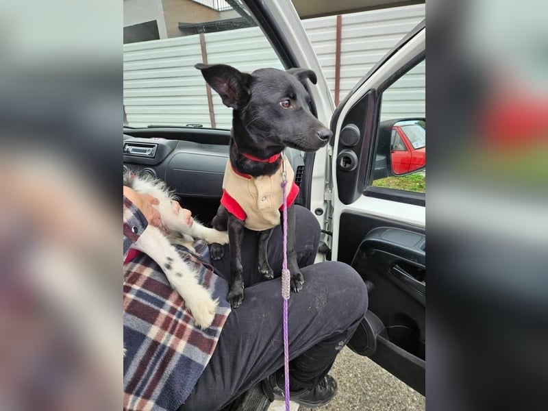 Snjeska, aufgewecktes Hundemädchen zur Pflege in 58640 Iserlohn