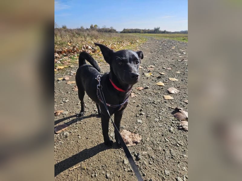 Snjeska, aufgewecktes Hundemädchen zur Pflege in 58640 Iserlohn