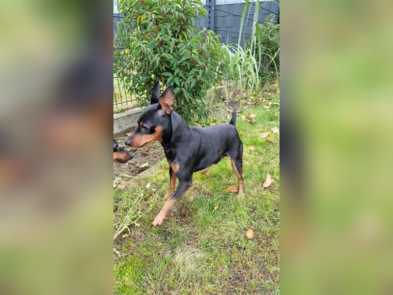 Zwergpinscher Deckrüde mit Ahnentafel aus VDH Zucht, mit Patella Untersuchung.