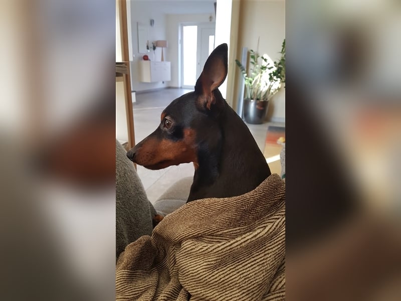 Zwergpinscher Deckrüde mit Ahnentafel aus VDH Zucht, mit Patella Untersuchung.