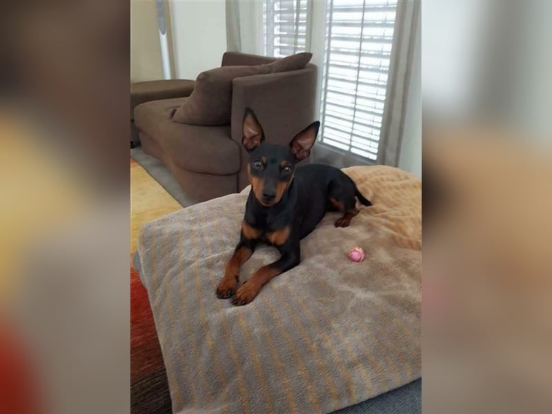 Zwergpinscher Deckrüde mit Ahnentafel aus VDH Zucht, mit Patella Untersuchung.