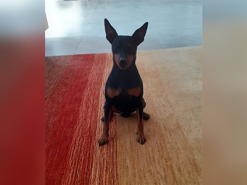Zwergpinscher Deckrüde mit Ahnentafel aus VDH Zucht, mit Patella Untersuchung.
