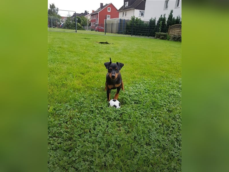 Zwergpinscher Deckrüde mit Ahnentafel aus VDH Zucht, mit Patella Untersuchung.