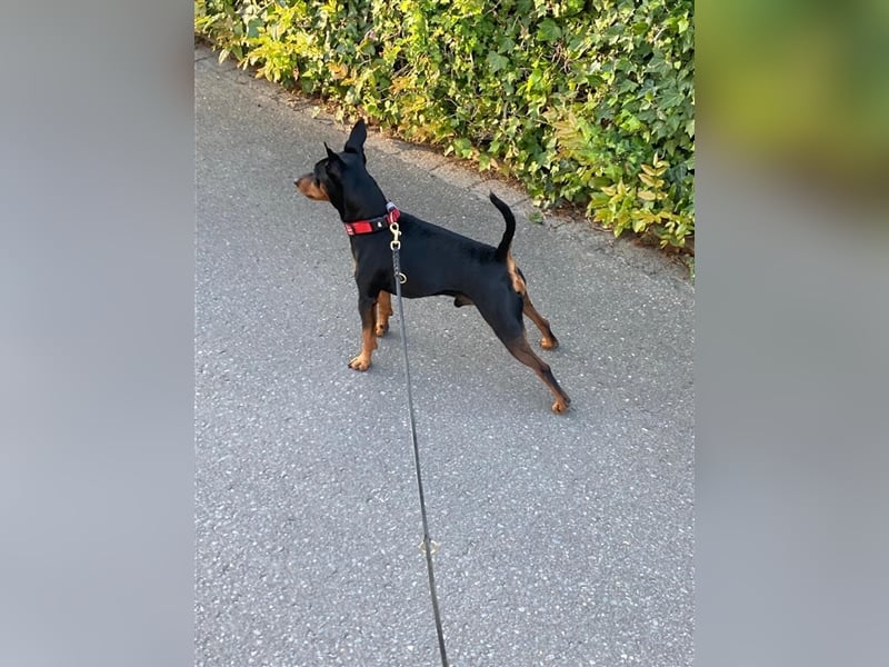 Zwergpinscher Deckrüde mit Ahnentafel aus VDH Zucht, mit Patella Untersuchung.