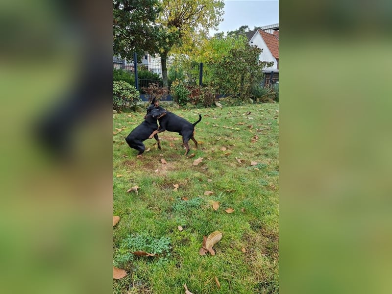Zwergpinscher Deckrüde mit Ahnentafel aus VDH Zucht, mit Patella Untersuchung.