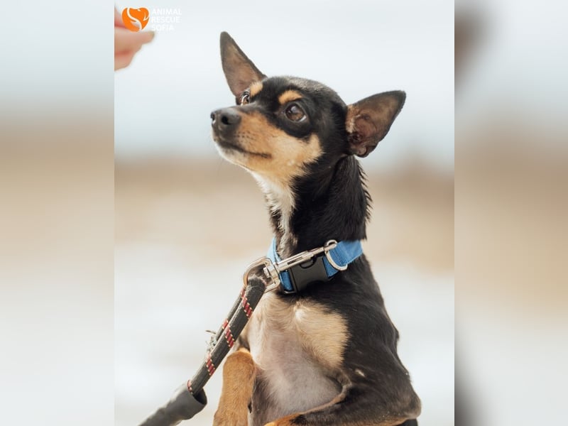 Zwergpinscher Anji sucht Zuhause