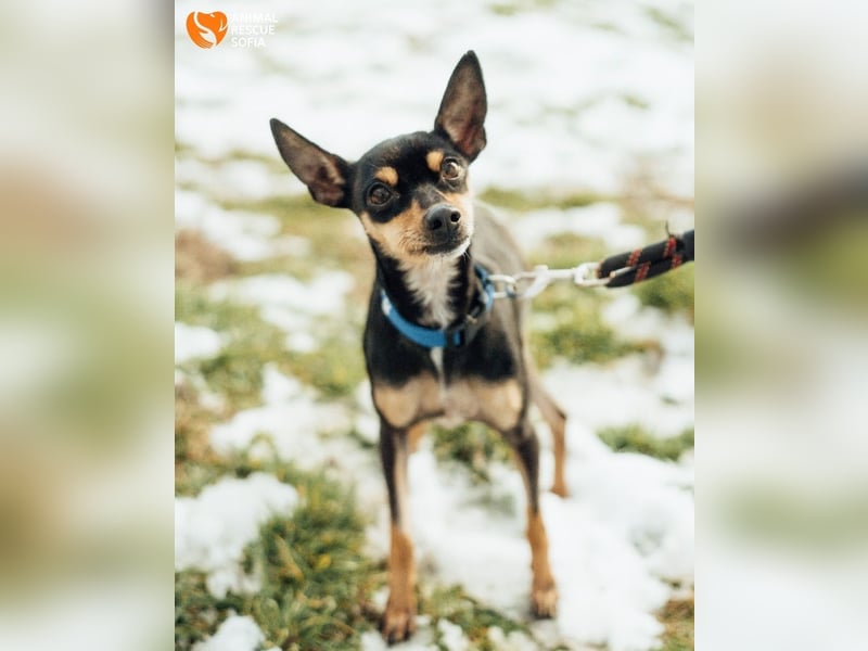 Zwergpinscher Anji sucht Zuhause