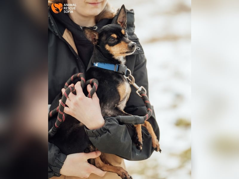 Zwergpinscher Anji sucht Zuhause