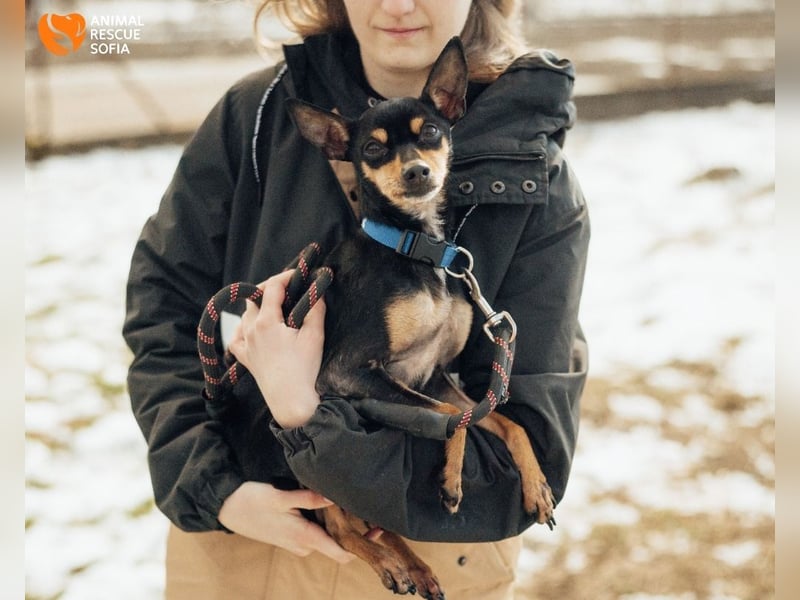 Zwergpinscher Anji sucht Zuhause