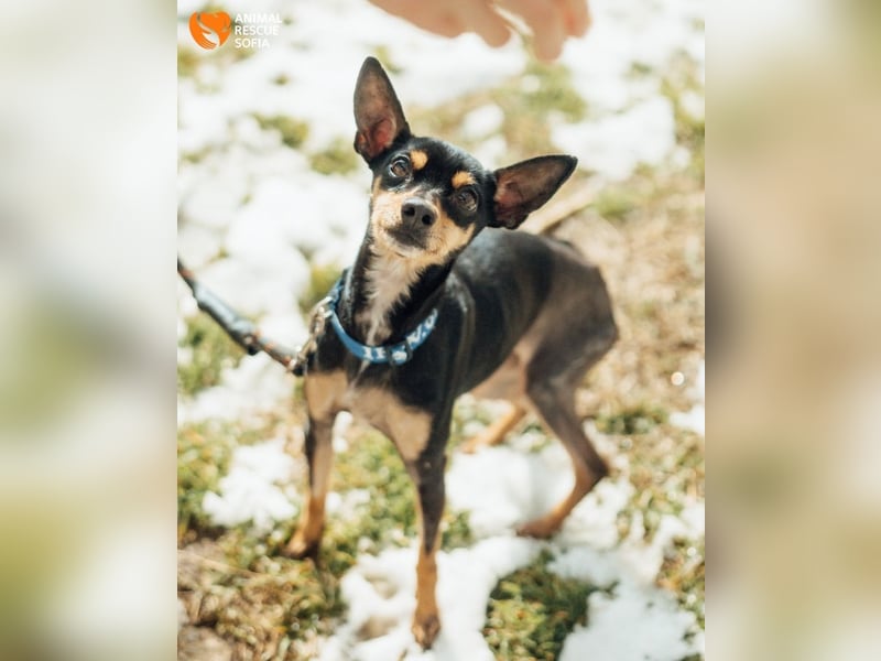 Zwergpinscher Anji sucht Zuhause
