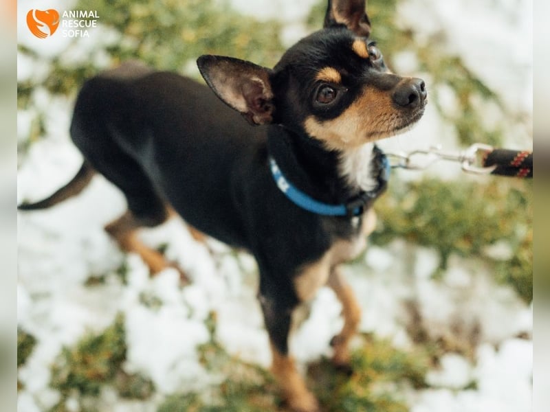 Zwergpinscher Anji sucht Zuhause