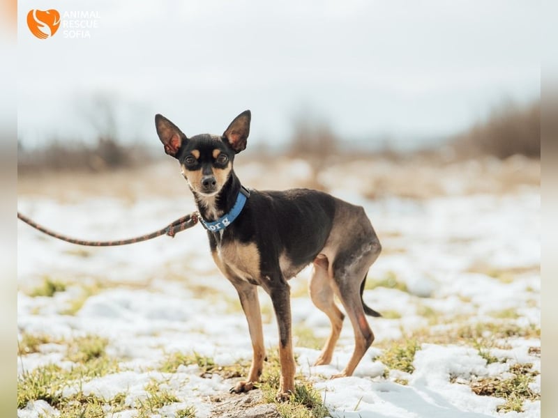 Zwergpinscher Anji sucht Zuhause