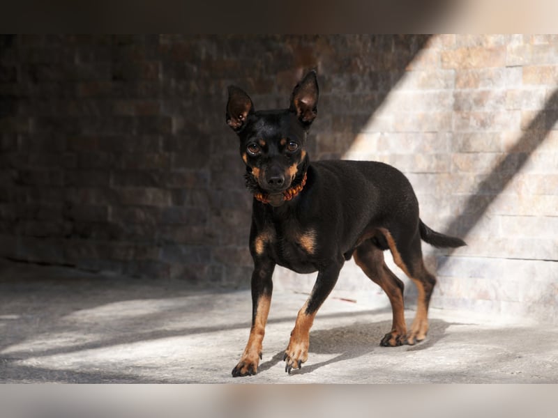 Schenkst du Quiqui ein weiches Körbchen?