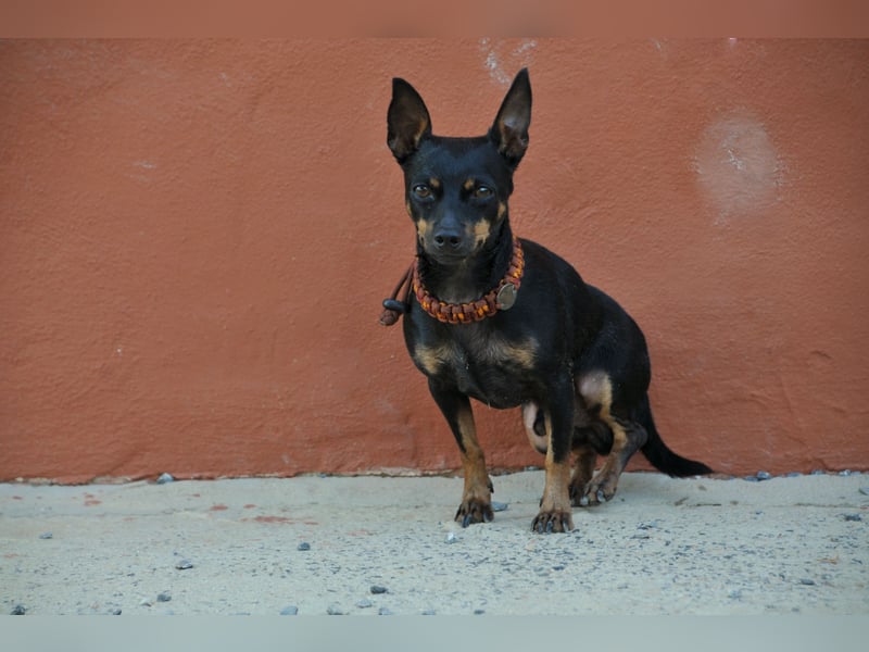 Schenkst du Quiqui ein weiches Körbchen?