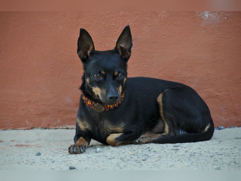 Schenkst du Quiqui ein weiches Körbchen?
