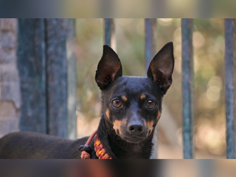 Schenkst du Quiqui ein weiches Körbchen?