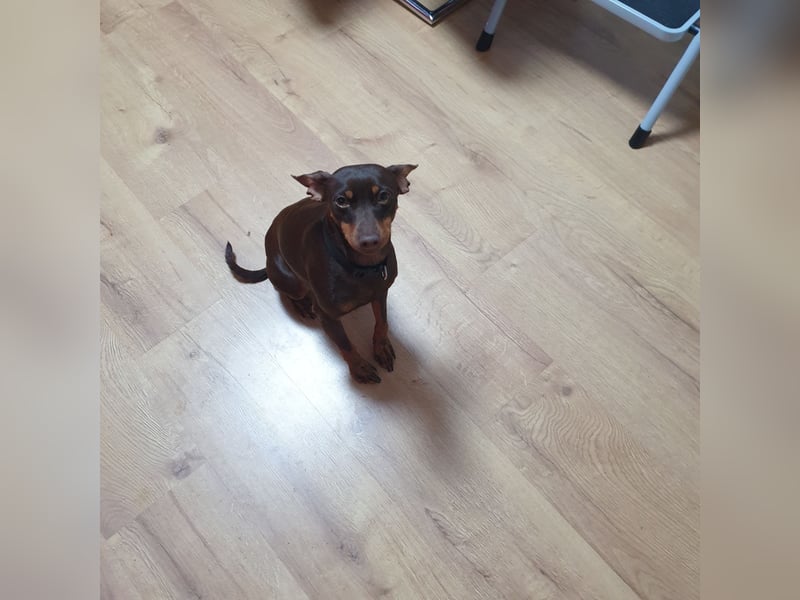 Reinrassige Zwergpinscher