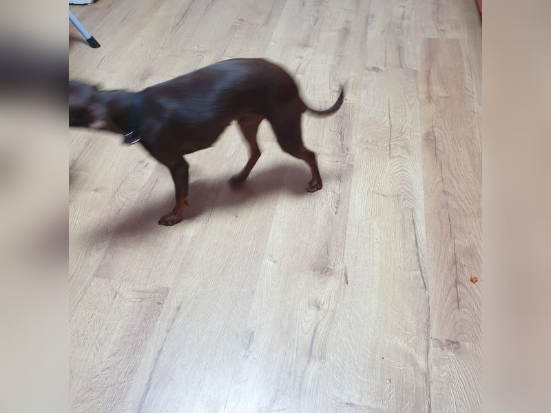 Reinrassige Zwergpinscher