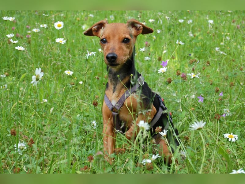 Miss Jessy - kleine Hündin mit großer Persönlichkeit - Tierhilfe Franken e.V.