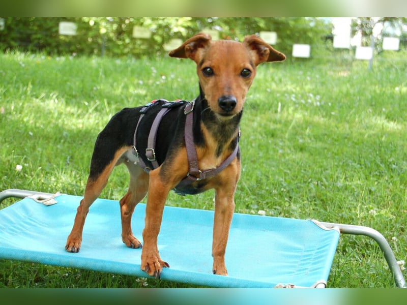 Miss Jessy - kleine Hündin mit großer Persönlichkeit - Tierhilfe Franken e.V.