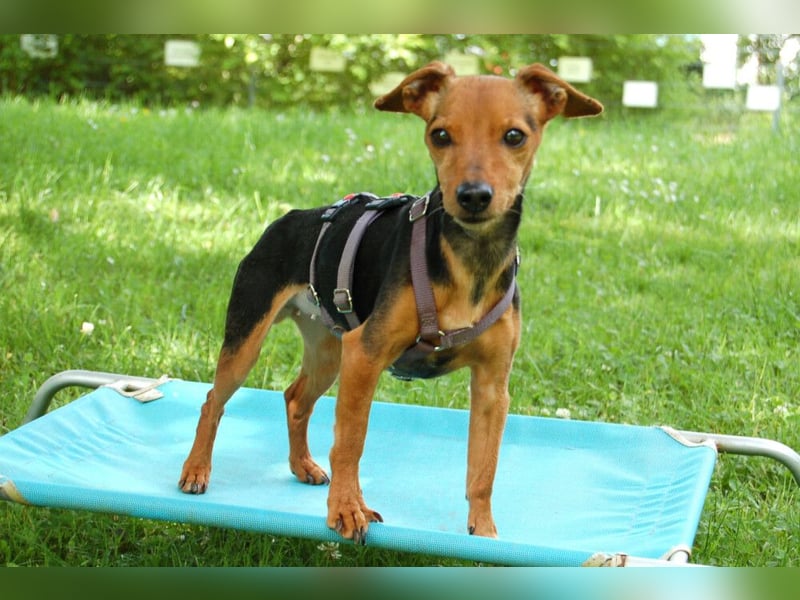 Miss Jessy - kleine Hündin mit großer Persönlichkeit - Tierhilfe Franken e.V.