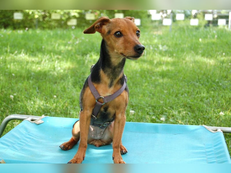Miss Jessy - kleine Hündin mit großer Persönlichkeit - Tierhilfe Franken e.V.