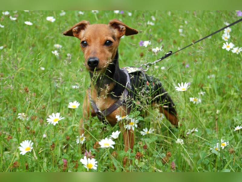 Miss Jessy - kleine Hündin mit großer Persönlichkeit - Tierhilfe Franken e.V.