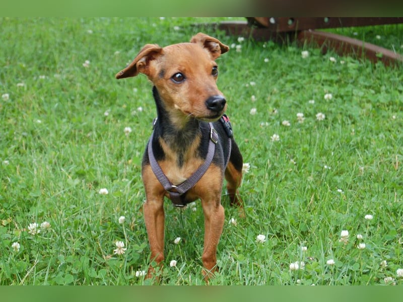 Miss Jessy - kleine Hündin mit großer Persönlichkeit - Tierhilfe Franken e.V.