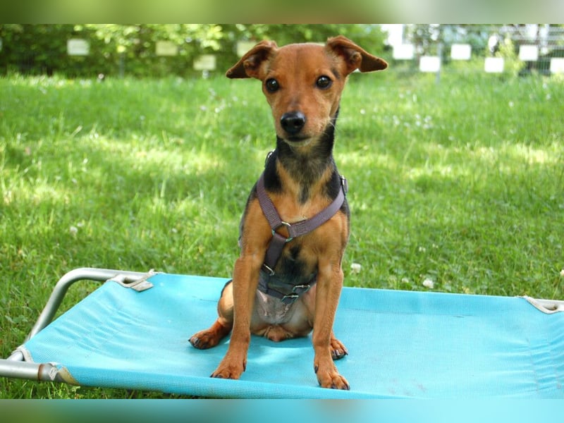 Miss Jessy - kleine Hündin mit großer Persönlichkeit - Tierhilfe Franken e.V.