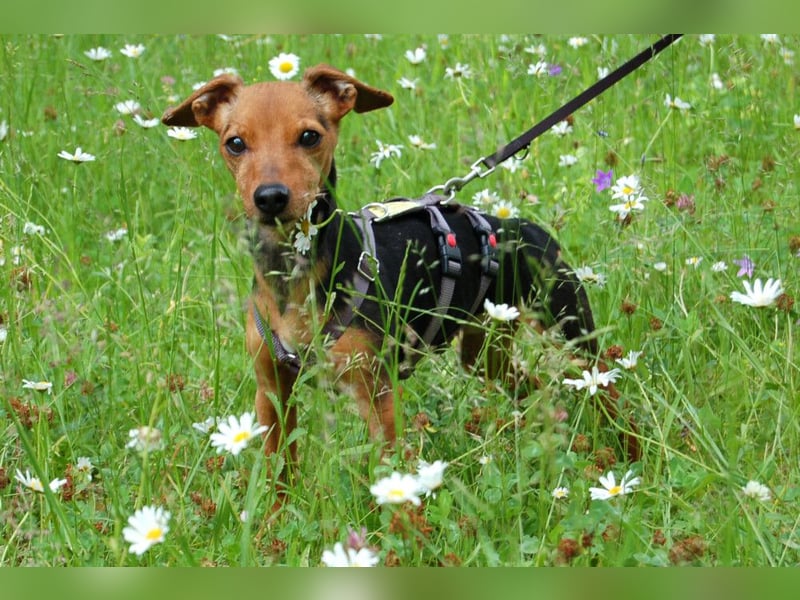 Miss Jessy - kleine Hündin mit großer Persönlichkeit - Tierhilfe Franken e.V.