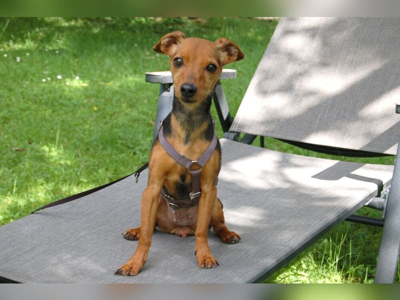 Miss Jessy - kleine Hündin mit großer Persönlichkeit - Tierhilfe Franken e.V.