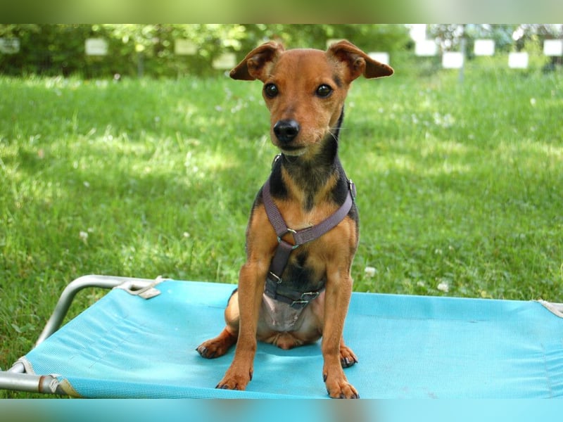 Miss Jessy - kleine Hündin mit großer Persönlichkeit - Tierhilfe Franken e.V.