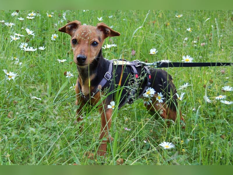 Miss Jessy - kleine Hündin mit großer Persönlichkeit - Tierhilfe Franken e.V.