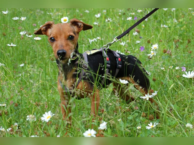 Miss Jessy - kleine Hündin mit großer Persönlichkeit - Tierhilfe Franken e.V.