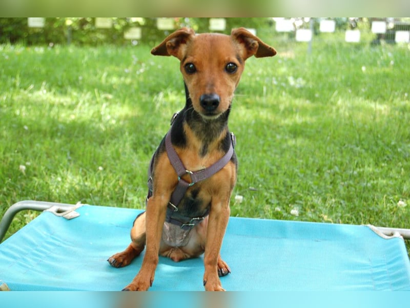 Miss Jessy - kleine Hündin mit großer Persönlichkeit - Tierhilfe Franken e.V.