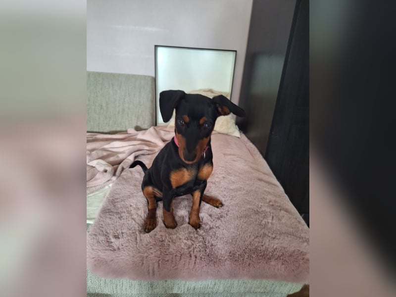 Zwergpinscher Welpen(Reinrassig) suchen ein liebevolles Zuhause