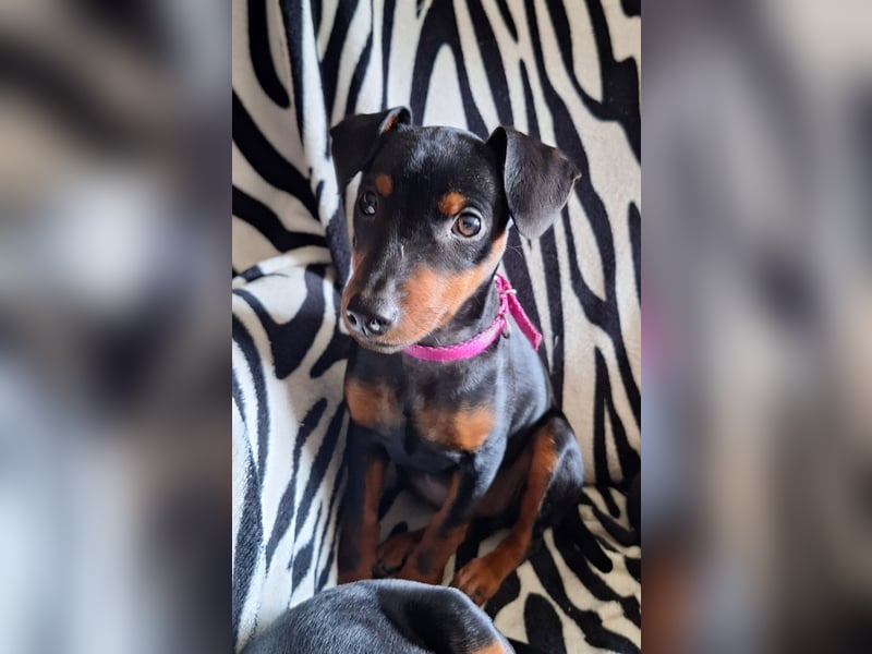 Zwergpinscher Welpen(Reinrassig) suchen ein liebevolles Zuhause