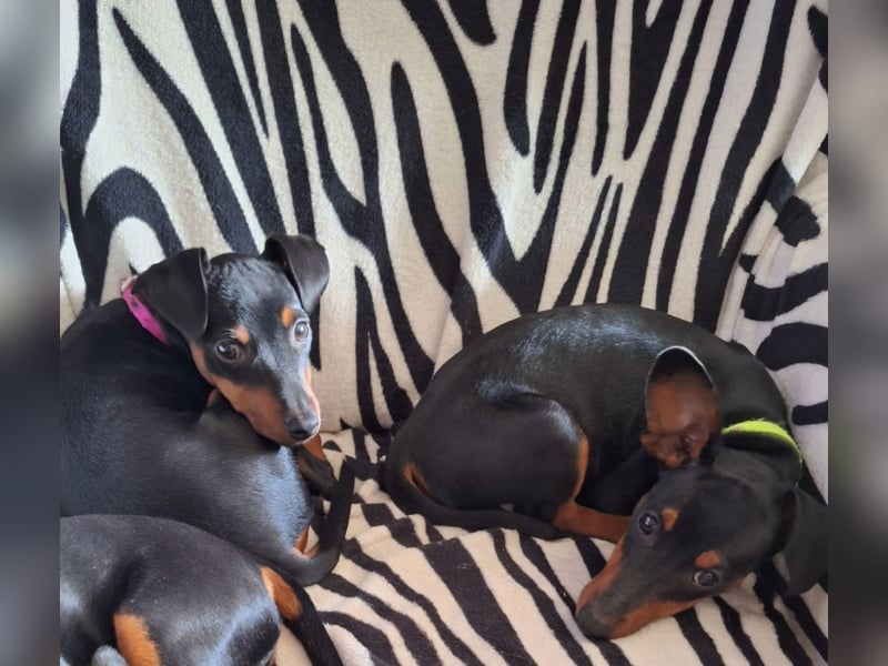 Zwergpinscher Welpen(Reinrassig) suchen ein liebevolles Zuhause
